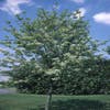 Gewöhnliche Mehlbeere (Sorbus aria)