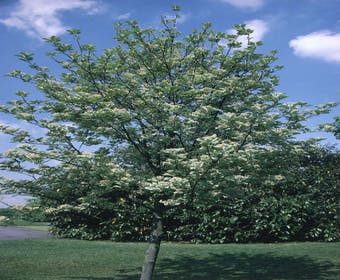 Gewöhnliche Mehlbeere (Sorbus aria)
