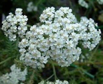 Duizendblatt (Achillea millefolium 'Schneetaler')