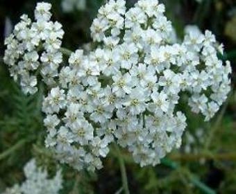 Duizendblatt (Achillea millefolium 'Schneetaler')