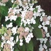 Hortensie (Hydrangea macrophylla 'Lanarth White')