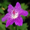 Storchschnabel (Geranium wlassovianum)