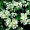 Geißblatt (Philadelphus 'Manteau d'Hermine')
