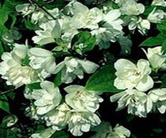 Geißblatt (Philadelphus 'Manteau d'Hermine')