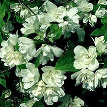 Geißblatt (Philadelphus 'Manteau d'Hermine')