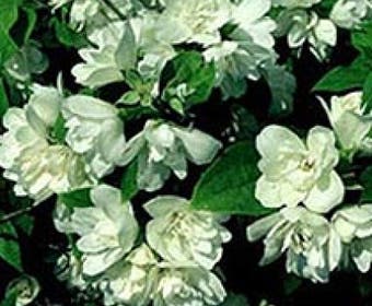 Geißblatt (Philadelphus 'Manteau d'Hermine')