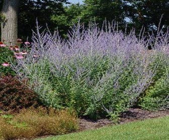 Riesen-Lavendel (Perovskia atriplicifolia)