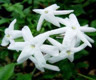 Jasmin (Jasminum polyanthum)