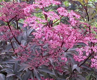 Holunder (Sambucus nigra 'Thundercloud')