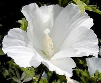 Eibischstrauch (Hibiscus syriacus 'Totus Albus')