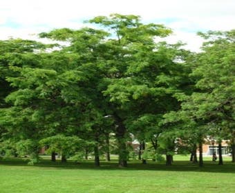 Dornloser Christusdorn (Gleditsia triacanthos 'Inermis')