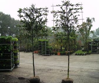 Lorbeer als Spalierbaum (Prunus laurocerasus 'Caucasica')