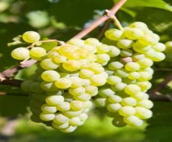 Traube (Vitis 'Lakemont')