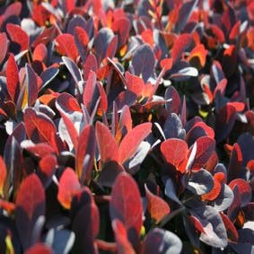 Sauerbeere (Berberis thunbergii 'Atropurpurea')