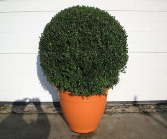 Buchsbaumkugel (Buxus sempervirens, Kugelform)