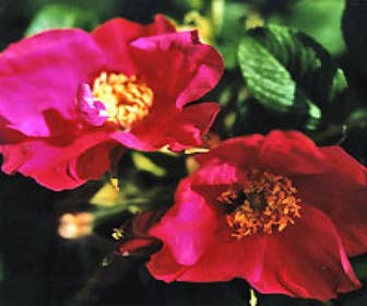 Runzelrose (Rosa rugosa 'Rubra')
