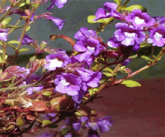 Zwerg-Löwenmaul (Chaenorhinum origanifolium 'Blue Dream')