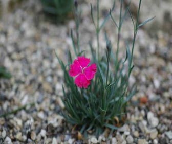 Nelke (Dianthus gratianopolitanus 'Badenia')