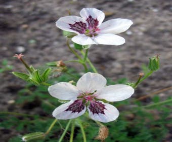 Reigersbek (Erodium guttatum)