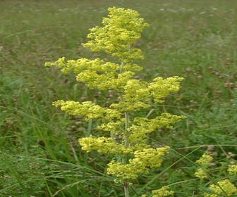 Waldmeister (Galium verum) BIO