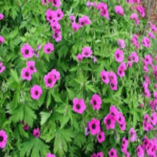 Storchschnabel (Geranium psilostemon 'Bressingham Flair')