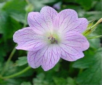 Storchschnabel (Geranium versicolor)