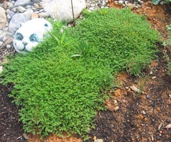 Bruchkraut (Herniaria glabra)