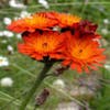 Habichtskraut (Hieracium aurantiacum)
