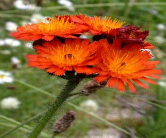 Habichtskraut (Hieracium aurantiacum) BIO