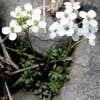 Gamskraut (Pritzelago alpina)