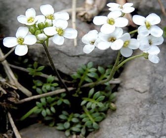 Gamskraut (Pritzelago alpina)