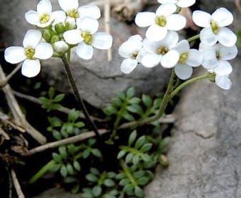 Gamskraut (Pritzelago alpina)