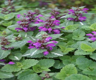Taubnessel (Lamium maculatum 'Chequers')