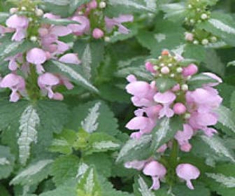 Taubnessel (Lamium maculatum 'Shell Pink')