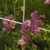 Prachtwicke (Lathyrus latifolius 'Pink Pearl')