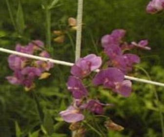 Prachtwicke (Lathyrus latifolius 'Pink Pearl')