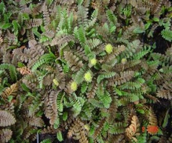 Koperknopf (Leptinella potentillina)