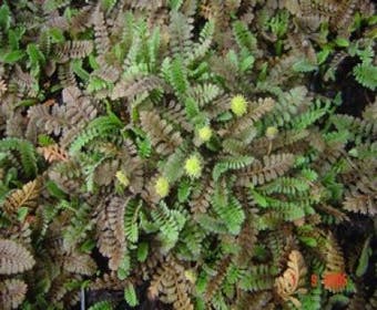 Koperknopf (Leptinella potentillina)