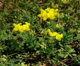 Rolklee (Lotus corniculatus)