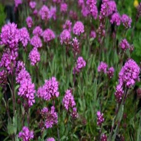 Kuckuckslichtnelke (Lychnis alpina 'Rosea')
