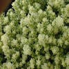 Mauerpfeffer (Sedum acre 'Elegans')