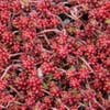 Mauerpfeffer (Sedum album 'Coral Carpet')