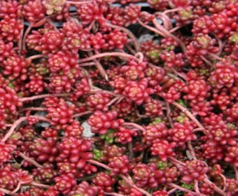 Mauerpfeffer (Sedum album 'Coral Carpet')