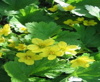 Gelbe Erdbeere (Waldsteinia geoides)