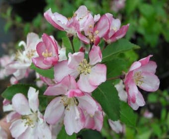 Zierapfel (Malus floribunda)
