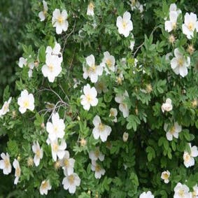 Strandrose (Rosa pimpinellifolia)