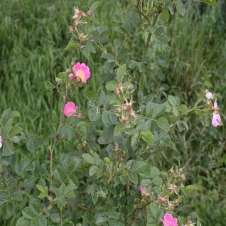 Wilde Rose (Rosa rubiginosa)