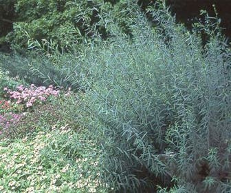 Bittere Weide (Salix purpurea 'Nana')