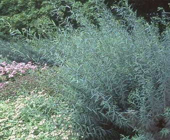 Bittere Weide (Salix purpurea 'Nana')