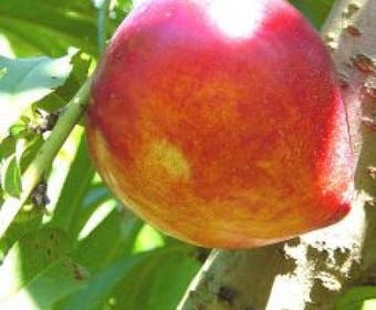 Pfirsichbaum (Prunus persica 'Brugnon')